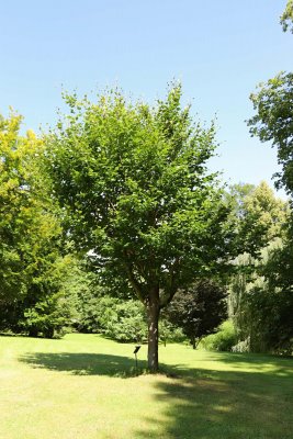 Fagus sylvatica 'Zlatia' - buk lesní - celek léto (21)